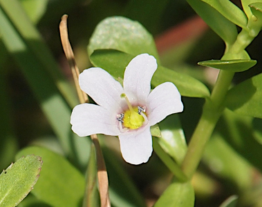 [A very close view of a five-petaled white flower. The center is yellow with one long thin yellow stamen in the middle. There appear to be two short white stamen with silvery tips.]